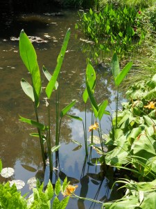 G.Vive-les-fleurs!-(0)