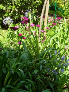 G.Vive-les-fleurs!-(3)