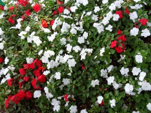 H.Vive-les-fleurs!-(10)