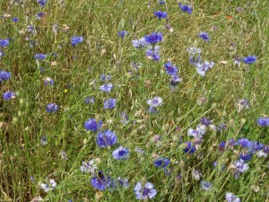 L.Vive-les-fleurs!-(9)