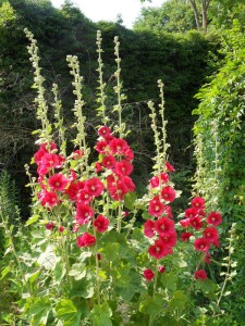 M.Vive-les-fleurs!-(8)