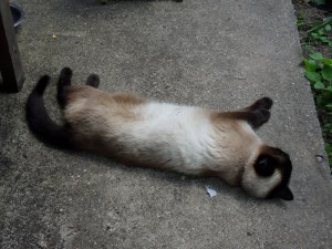 B.Vive-les-fleurs!-(1)