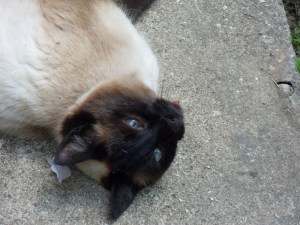 B.Vive-les-fleurs!-(6)