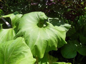 C.Vive-les-fleurs!-(4)