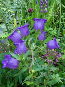 D.Vive-les-fleurs!-(0)