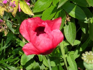 G.Vive-les-fleurs!-(9)