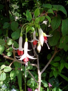 I.Vive-les-fleurs!-(14)