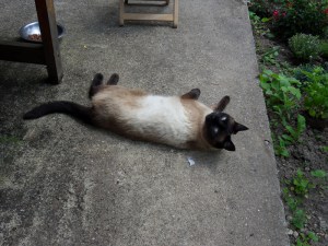 B.Vive-les-fleurs!-(9)