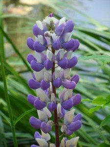 D.Vive-les-fleurs!-(7)