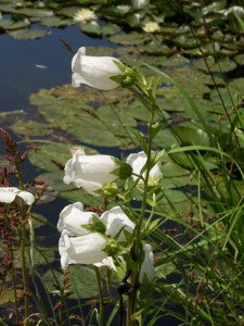 E.Vive-les-fleurs!-(0)
