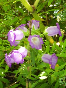 F.Vive-les-fleurs!-(0)