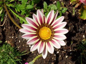 F.Vive-les-fleurs!-(1)