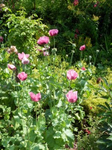 H.Vive-les-fleurs!-(3)