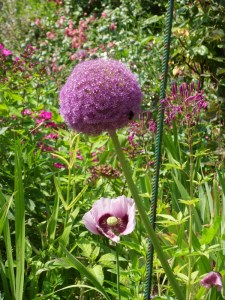 H.Vive-les-fleurs!-(4)