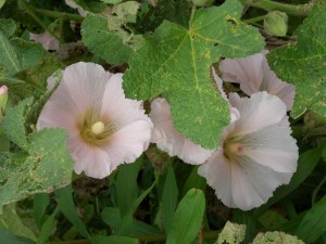 K.Vive-les-fleurs!-(5)