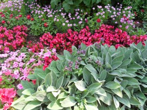 L.Vive-les-fleurs!-(2)