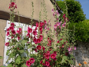 L.Vive-les-fleurs!-(3)