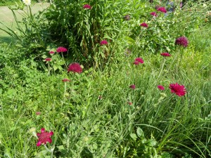 L.Vive-les-fleurs!-(10)