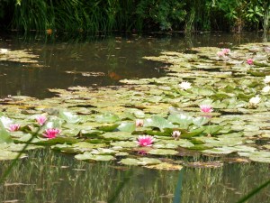 C.Vive-les-fleurs!-(9)