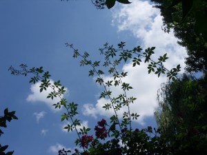 D.Vive-les-fleurs!-(5)