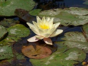 D.Vive-les-fleurs!-(6)