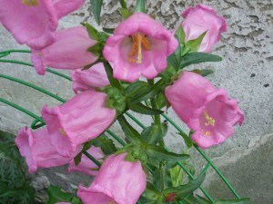 N.Vive-les-fleurs!-(10)