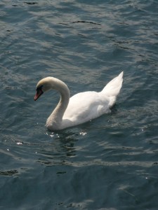 Luzern ... Schweiz (27)