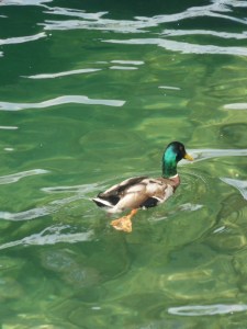 Luzern ... Schweiz (36)